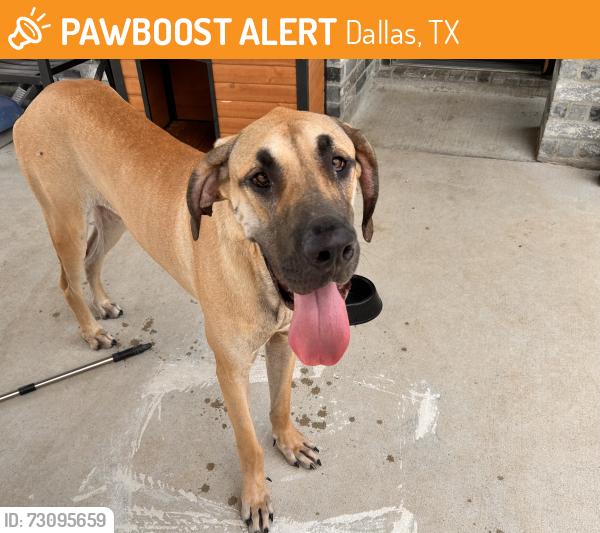 Found/Stray Male Dog last seen Holcomb Rd & Elam Rd Dallas 75217, Dallas, TX 75217