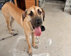 Found/Stray Male Dog last seen Holcomb Rd & Elam Rd Dallas 75217, Dallas, TX 75217