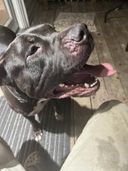 Found/Stray Male Dog last seen Near w walker ave temple Texas, Temple, TX 76501