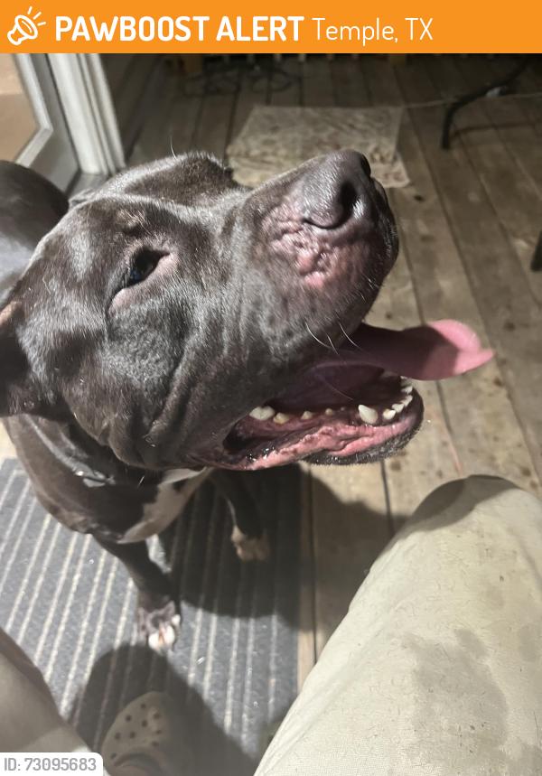 Found/Stray Male Dog last seen Near w walker ave temple Texas, Temple, TX 76501