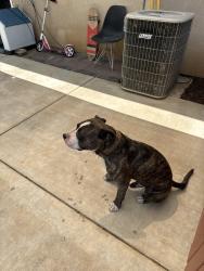 Found/Stray Male Dog last seen Near Glenoaks drive, Banning, CA 92220