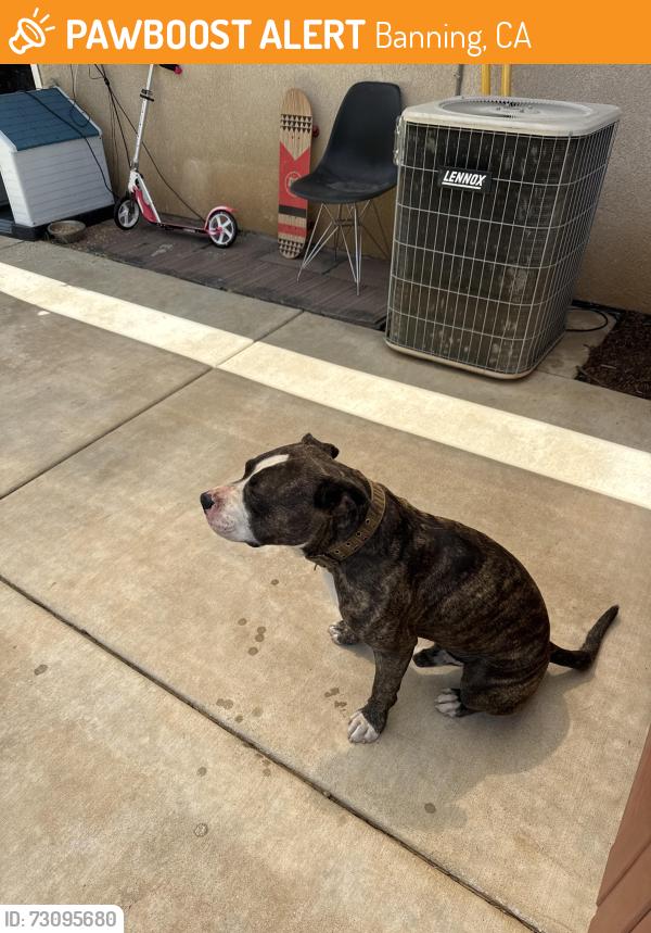 Found/Stray Male Dog last seen Near Glenoaks drive, Banning, CA 92220