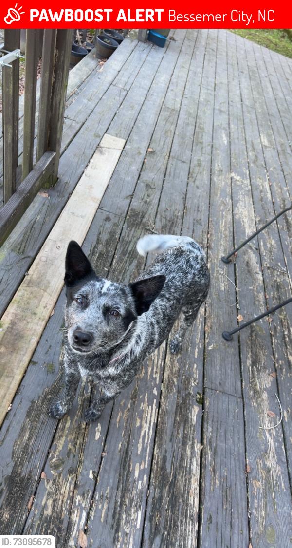 Lost Female Dog last seen W Ormand Ave, Bessemer City, NC 28016