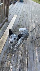Lost Female Dog last seen W Ormand Ave, Bessemer City, NC 28016