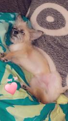 Lost Male Dog last seen 70th Indiana, Chicago, IL 60637