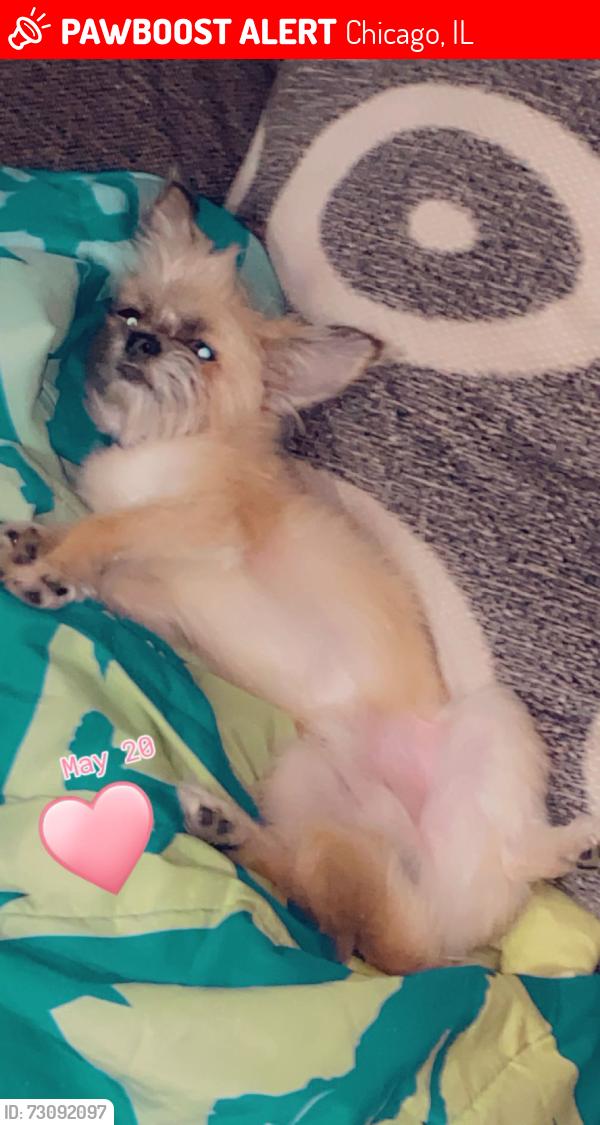 Lost Male Dog last seen 70th Indiana, Chicago, IL 60637