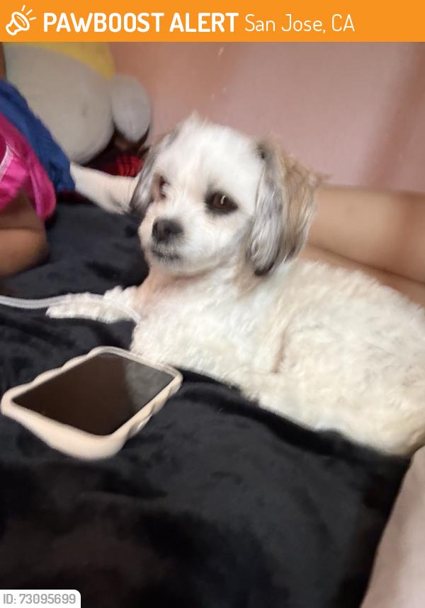Found/Stray Female Dog last seen White and Mckee, San Jose, CA 95127