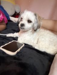 Found/Stray Female Dog last seen White and Mckee, San Jose, CA 95127