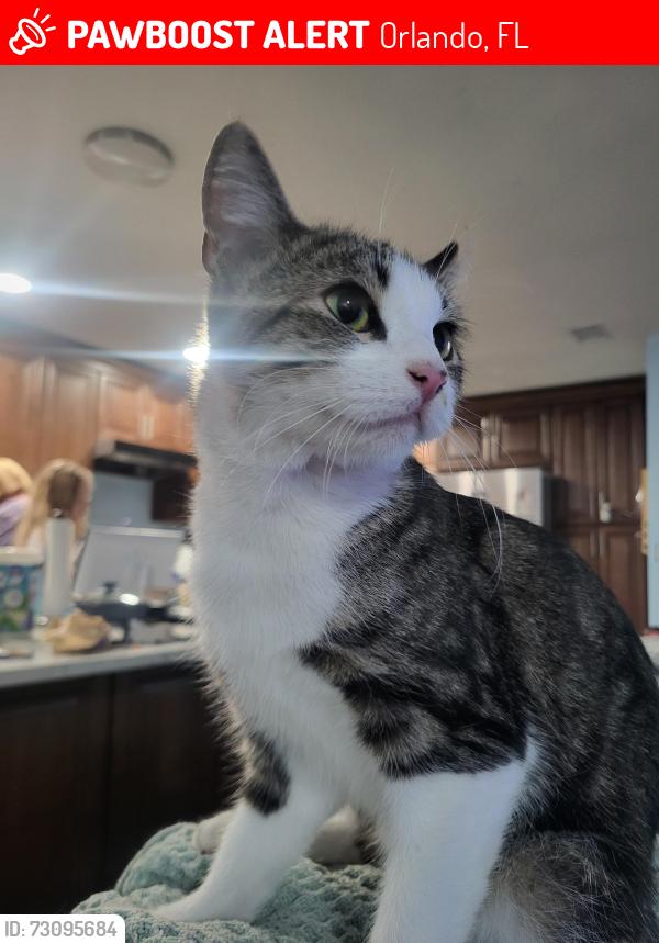Lost Female Cat last seen Innsbruck and Jepson St, Orlando, FL 32825