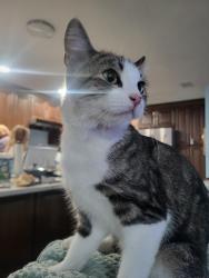Lost Female Cat last seen Innsbruck and Jepson St, Orlando, FL 32825