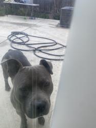 Lost Male Dog last seen Merced, Merced, CA 95348