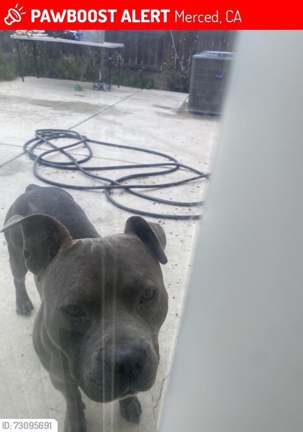 Lost Male Dog last seen Merced, Merced, CA 95348