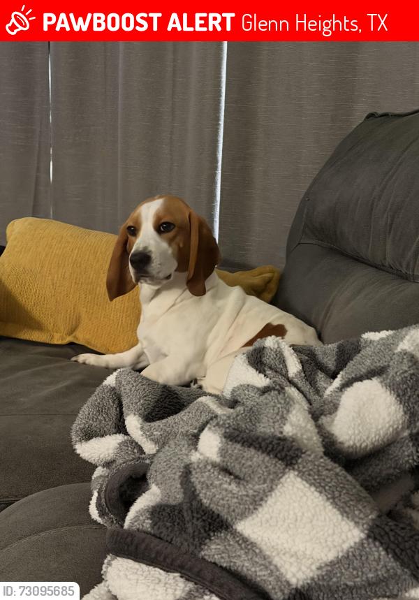 Lost Female Dog last seen mesa wood and hampton, Glenn Heights, TX 75154