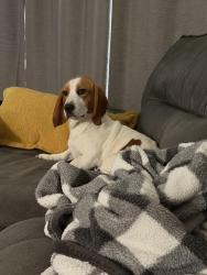 Lost Female Dog last seen mesa wood and hampton, Glenn Heights, TX 75154