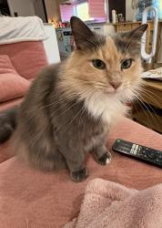 Reunited Female Cat last seen Olive Rd Sport Centre, Eumemmerring, VIC 3177