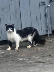 Found/Stray Unknown Cat last seen Cassopolis St./C.R.6, Elkhart, IN 46514