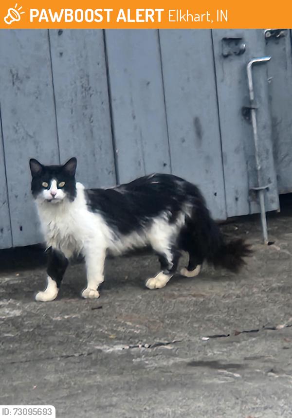 Found/Stray Unknown Cat last seen Cassopolis St./C.R.6, Elkhart, IN 46514