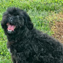 Found/Stray Male Dog last seen Pellissippi Place, Maryville, TN 37804