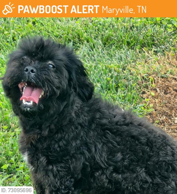 Found/Stray Male Dog last seen Pellissippi Place, Maryville, TN 37804