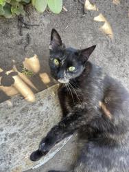 Lost Female Cat last seen La Mirada, Starstone, San Marcos, CA 92078