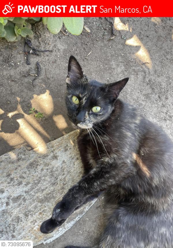 Lost Female Cat last seen La Mirada, Starstone, San Marcos, CA 92078