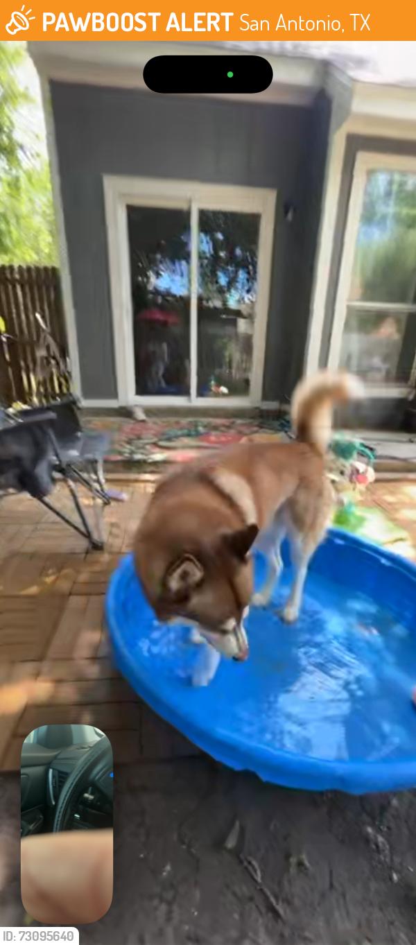 Found/Stray Male Dog last seen Branston, San Antonio, TX 78250