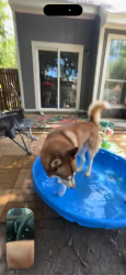 Found/Stray Male Dog last seen Branston, San Antonio, TX 78250