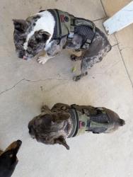 Reunited Male Dog last seen Near cimmarron, Los Angeles County, CA 93552
