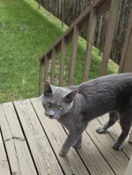 Reunited Male Cat last seen Dunbar Ln Cul-de-sac , East Dundee, IL 60118