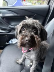 Lost Male Dog last seen Upper bank lane, Wapato, WA 98951