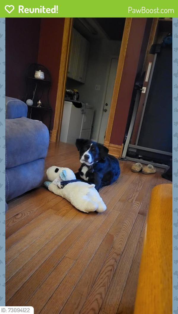 Reunited Female Dog last seen West Buttonwood and Second Street pike, Northampton Township, PA 18966
