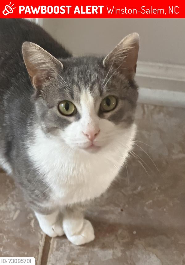 Lost Male Cat last seen Gas station, Winston-Salem, NC 27101