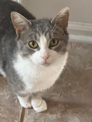 Lost Male Cat last seen Gas station, Winston-Salem, NC 27101