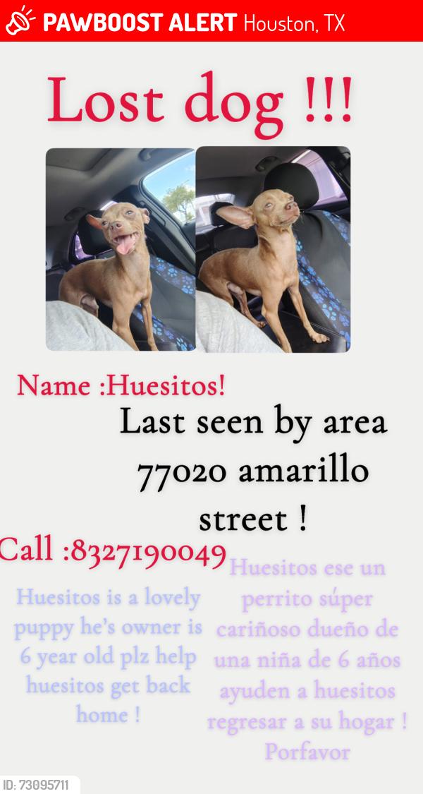 Lost Female Dog last seen Wayside , Houston, TX 77020