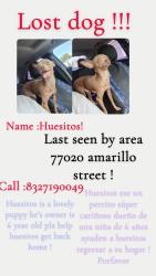 Lost Female Dog last seen Wayside , Houston, TX 77020