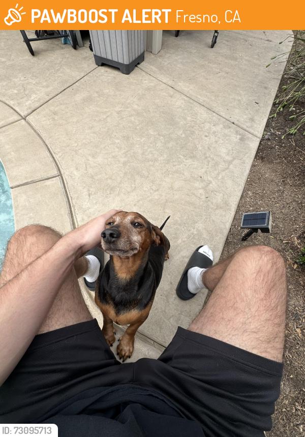 Found/Stray Male Dog last seen Vermont Ave, Clovis, Fresno, CA 93720