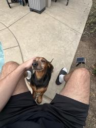 Found/Stray Male Dog last seen Vermont Ave, Clovis, Fresno, CA 93720
