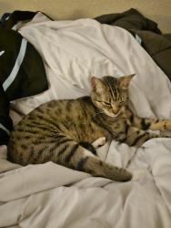 Lost Female Cat last seen Near kern ave Hesperia Ca, Hesperia, CA 92345