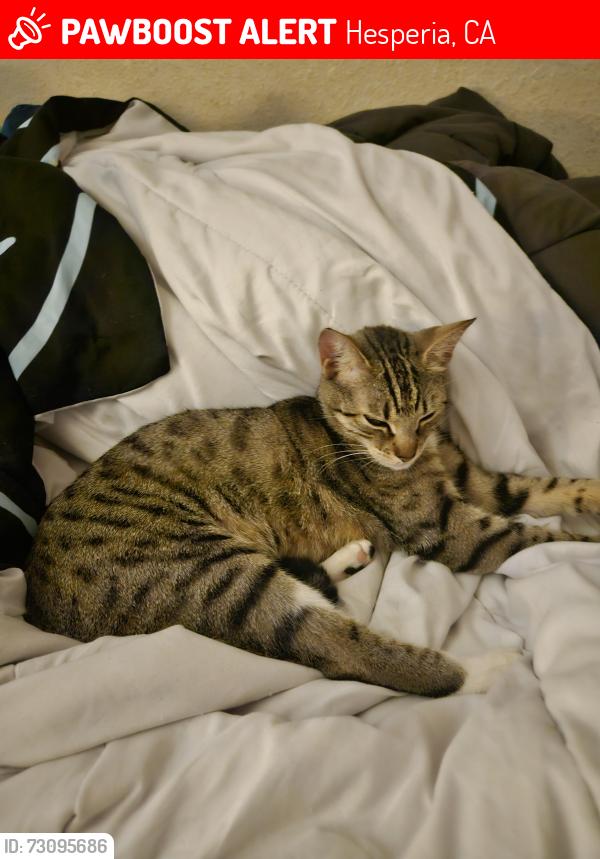 Lost Female Cat last seen Near kern ave Hesperia Ca, Hesperia, CA 92345