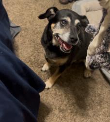 Lost Female Dog last seen 12th street, Waco, TX 76706