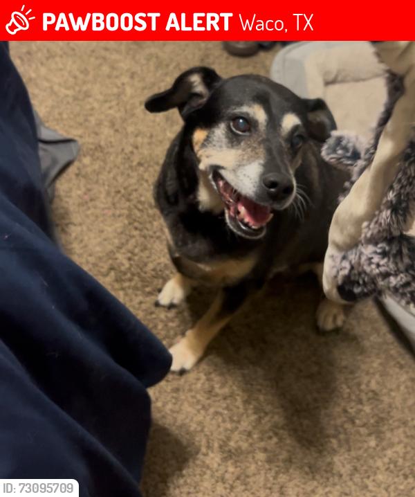 Lost Female Dog last seen 12th street, Waco, TX 76706