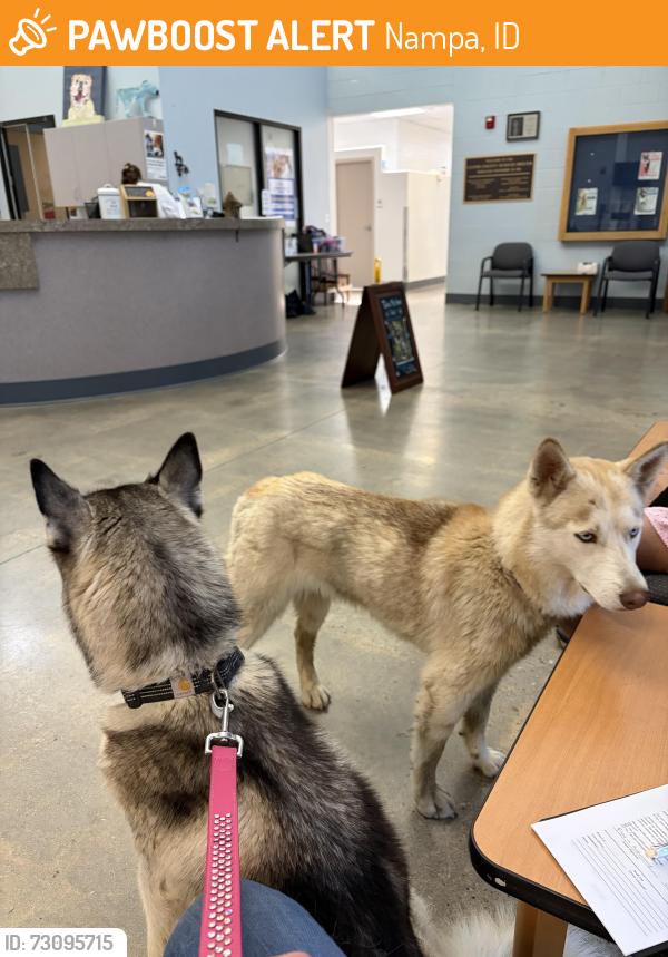 Found/Stray Female Dog last seen Near midway rd nampa 83651, Nampa, ID 83651