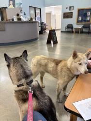 Found/Stray Female Dog last seen Near midway rd nampa 83651, Nampa, ID 83651