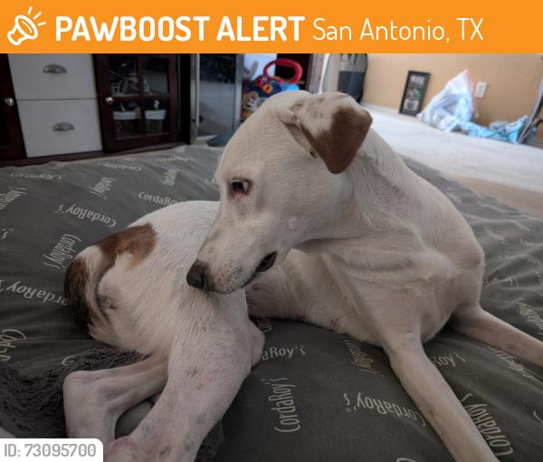 Found/Stray Unknown Dog last seen Rolling Oaks Mall, San Antonio, TX 78247