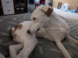 Found/Stray Unknown Dog last seen Rolling Oaks Mall, San Antonio, TX 78247
