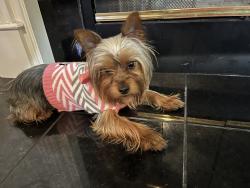 Lost Female Dog last seen Covington ga she jumped out the car, Locust Grove, GA 30248