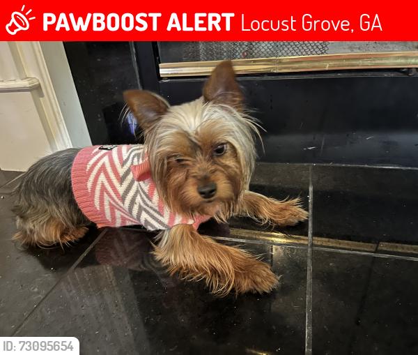 Lost Female Dog last seen Covington ga she jumped out the car, Locust Grove, GA 30248