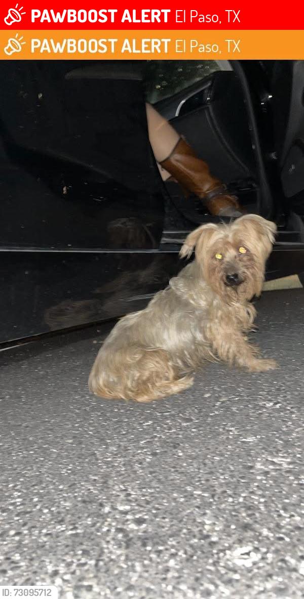 Lost Female Dog last seen McCombs y Kensington Cir, El Paso, TX 79998