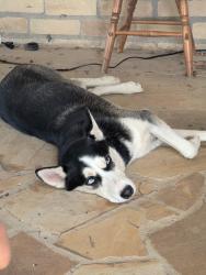 Found/Stray Female Dog last seen Brookshire, TX, Brookshire, TX 77423