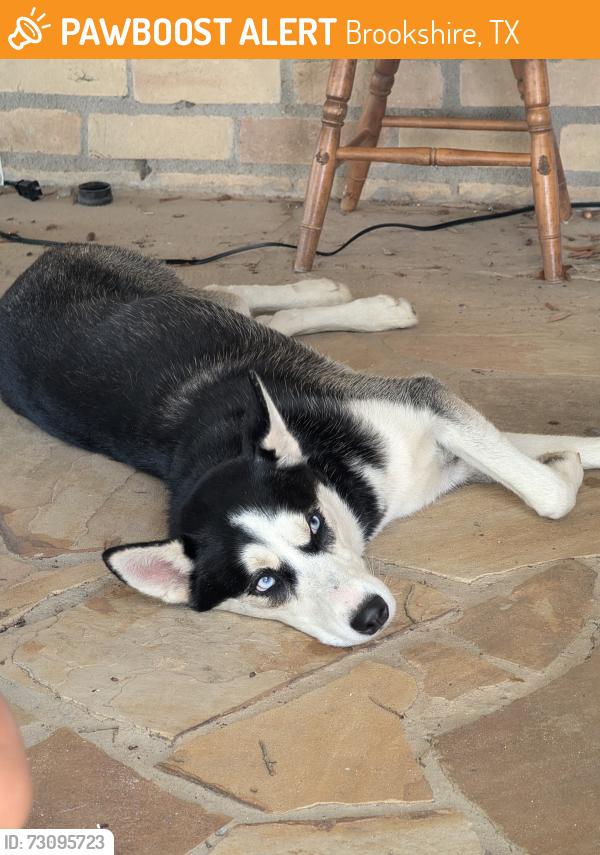 Found/Stray Female Dog last seen Brookshire, TX, Brookshire, TX 77423